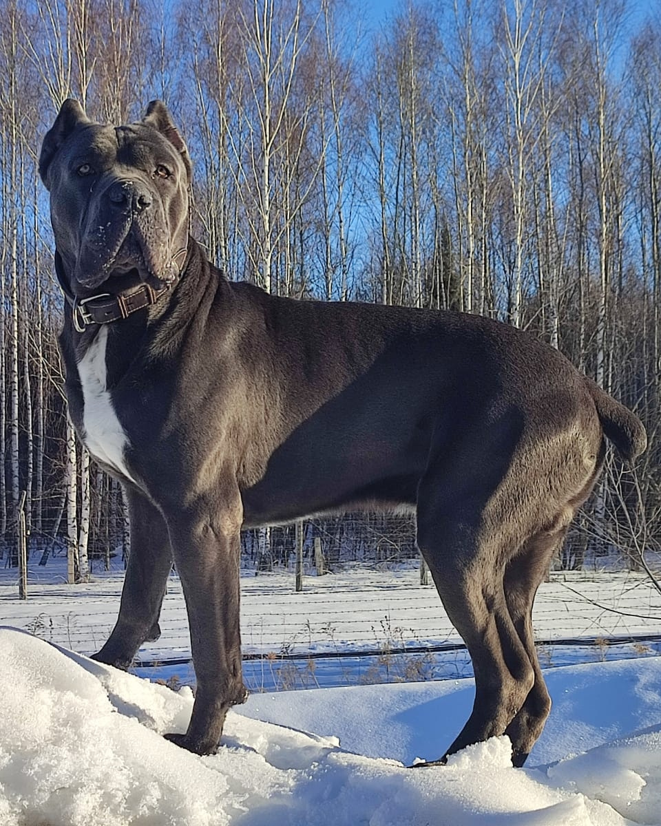 фото Итальянского кане корсо