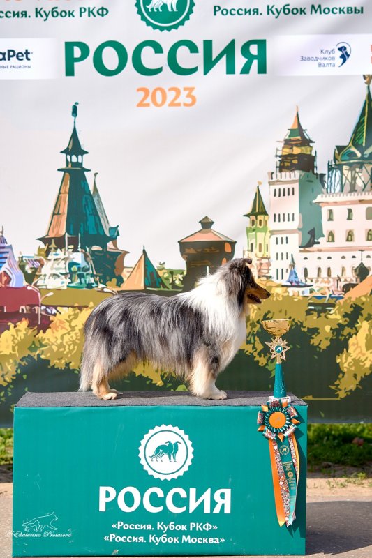 фото Шелти