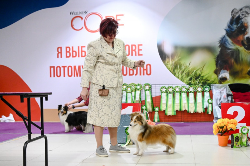 фото Шелти