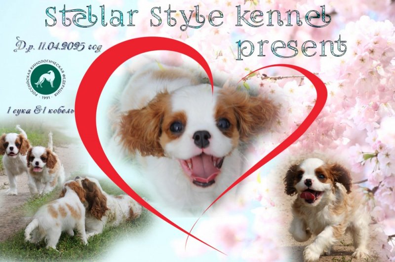 Питомник Stellar Style