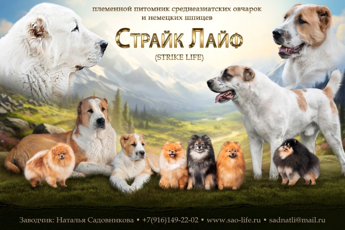 Питомник Страйк Лайф