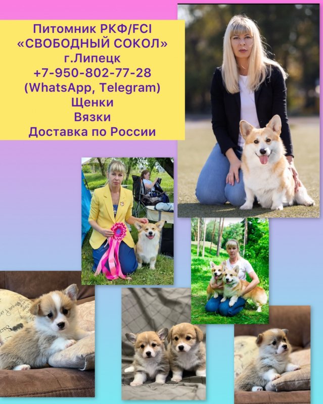 Питомник Свободный Сокол