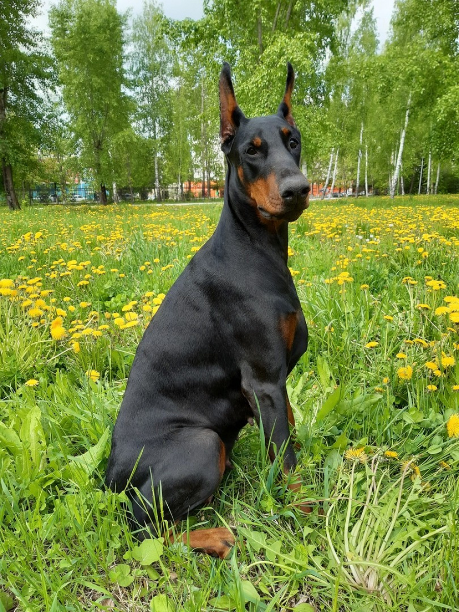 фото Добермана