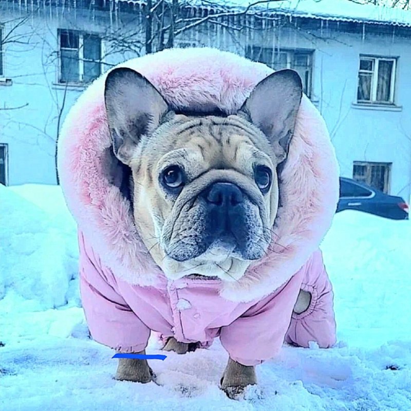 Питомник Яр Рашен Буллс