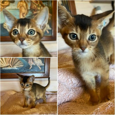 фото Абиссинская кошечка