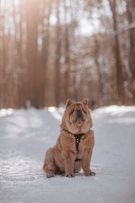 фото Чау чау вязка