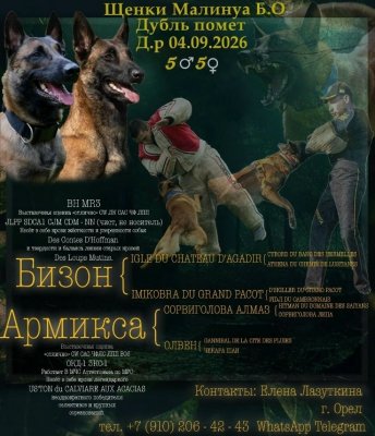 фото Щенки Бельгийской овчарки малинуа
