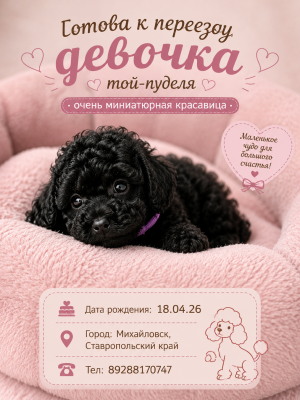 фото Готов к переезду той-пудель девочка