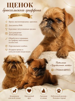 фото Гриффон эффектная девочка ждет вас