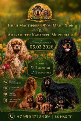 фото Кавалер Кинг Чарльз спаниель