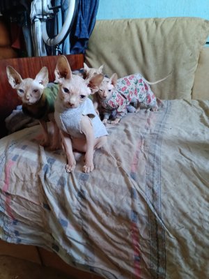 фото Котята эльф, двэльф, бамбино