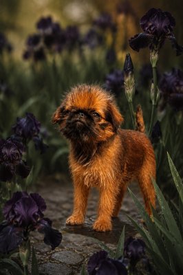 фото Красивый рыжий гриффончик из питомника Хрустальная мечта
