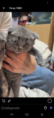 фото Продажа котят