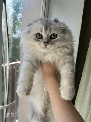 фото Продам котят Шотландских