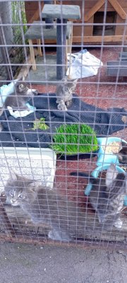 фото Продам котят