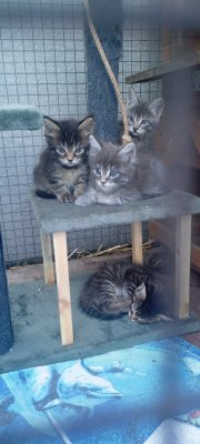 фото Продам замечательных котят