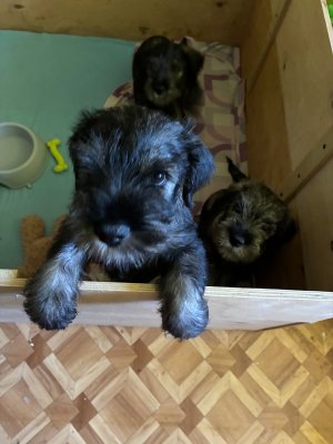 фото Продаю щенка миттельшнауцера Окрас Перец с солью