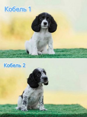фото Русский охотничий спаниель ЩЕНКИ