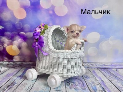фото Щенки чихуахуа РКФ