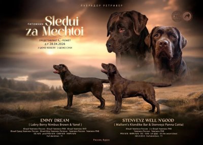фото Щенки лабрадора ретривера