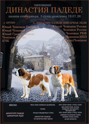 фото Щенки сенбернара