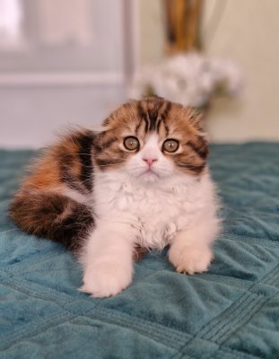 фото Шотландская вислоухая кошечка